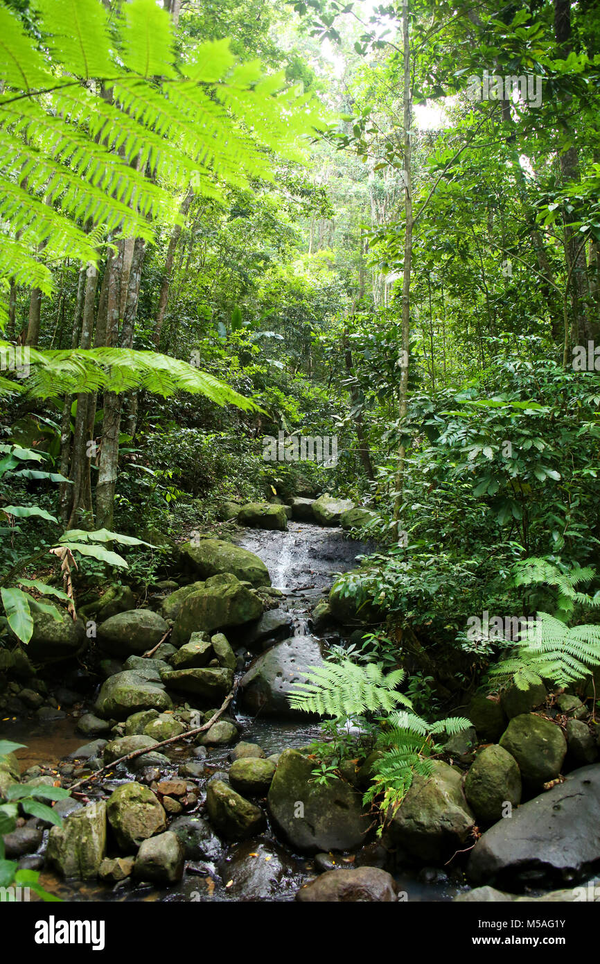 L'exécution de la vapeur par la forêt tropicale avec de belles plantes & arbres, Sainte-Lucie, Caraïbes. Banque D'Images