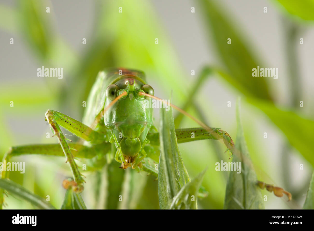 Grande sauterelle verte se cachant dans l'herbe verte Banque D'Images