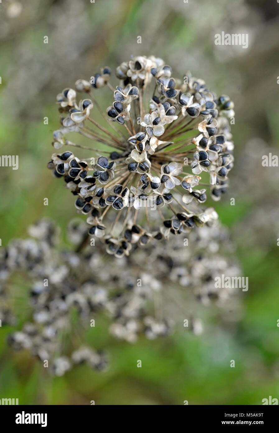 Graines et semences d'oignon, Allium tête la conservation des semences dans le potager. Banque D'Images