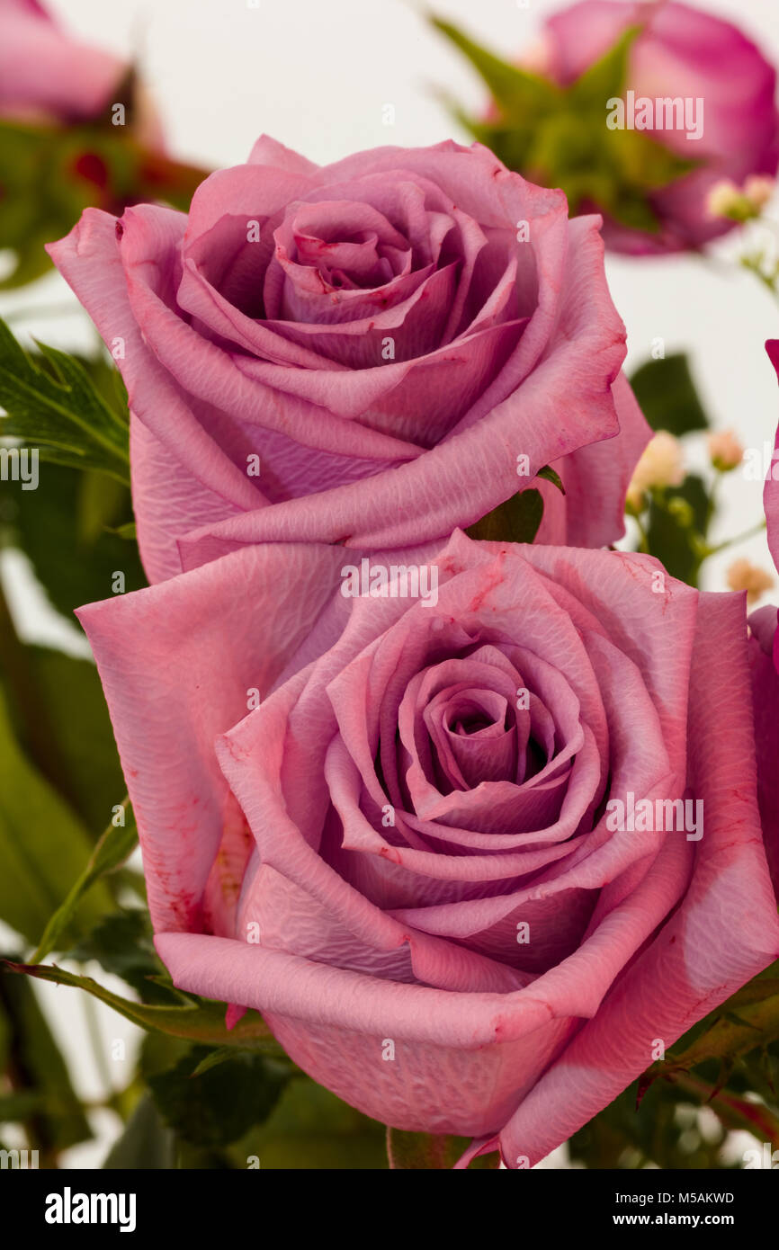 Close up of two pink roses Banque D'Images