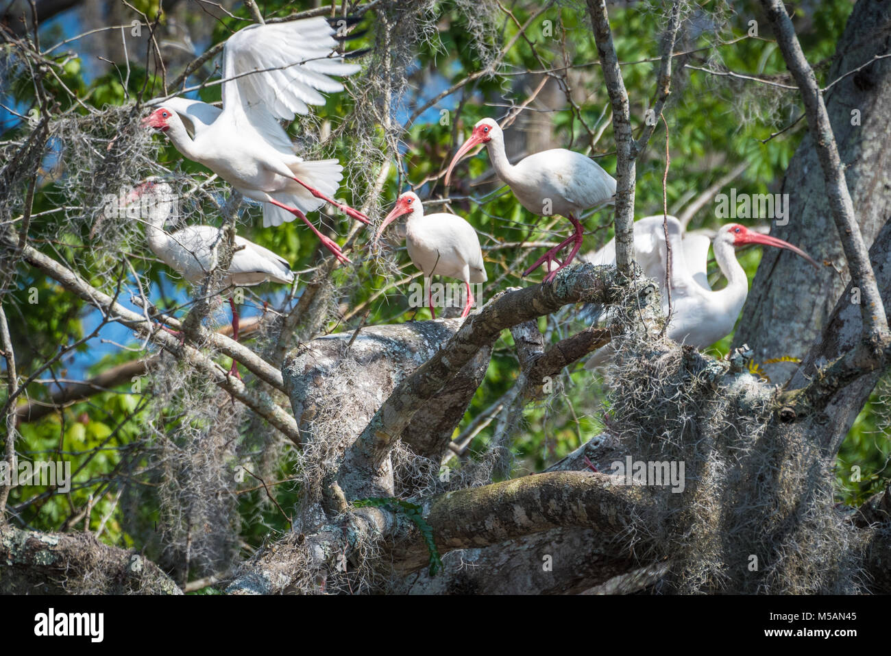 Ibis blanc américain perché dans un arbre couvert de mousse espagnole le long des berges de la rivière Saint-Jean en Floride centrale près de Blue Spring State Park. Banque D'Images