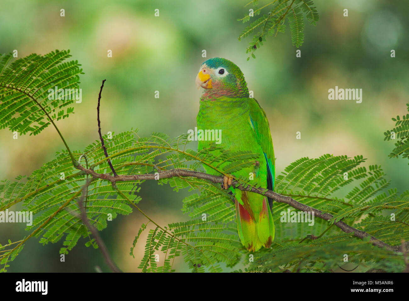 À bec jaune (Amazona Amazon) collaria vulnérables, endémique à la Jamaïque, sauvage Banque D'Images