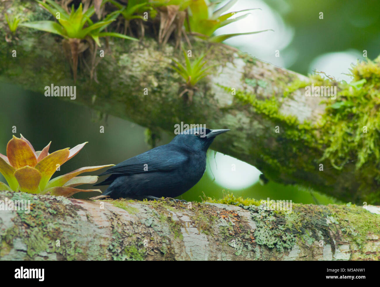 (Nesopsar nigerrimus Blackbird jamaïcaine) en danger, endémique à la Jamaïque, sauvage, bleu et John Crow Mountains National Park Banque D'Images