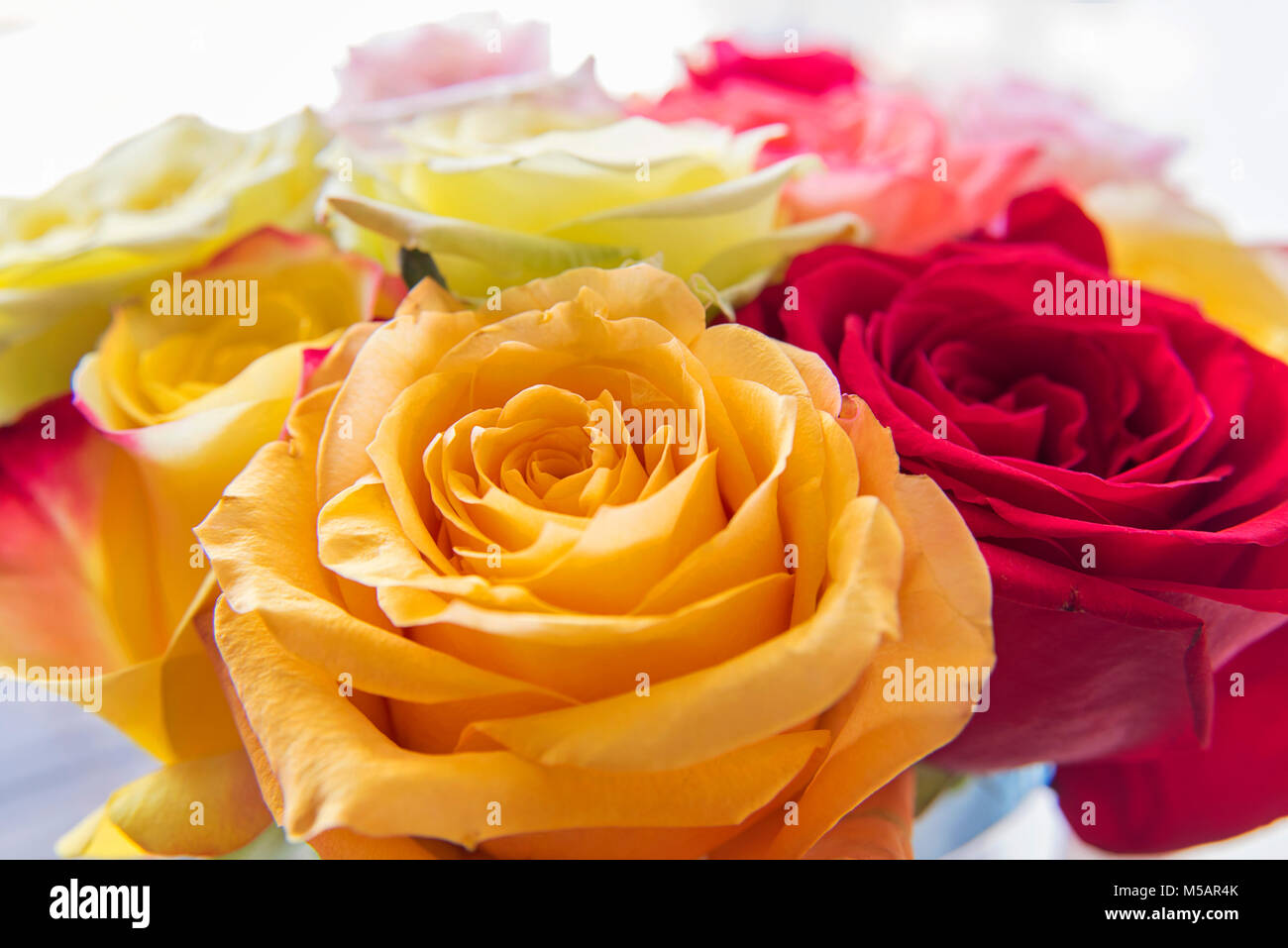 Gros plan du bouquet de roses colorées Banque D'Images