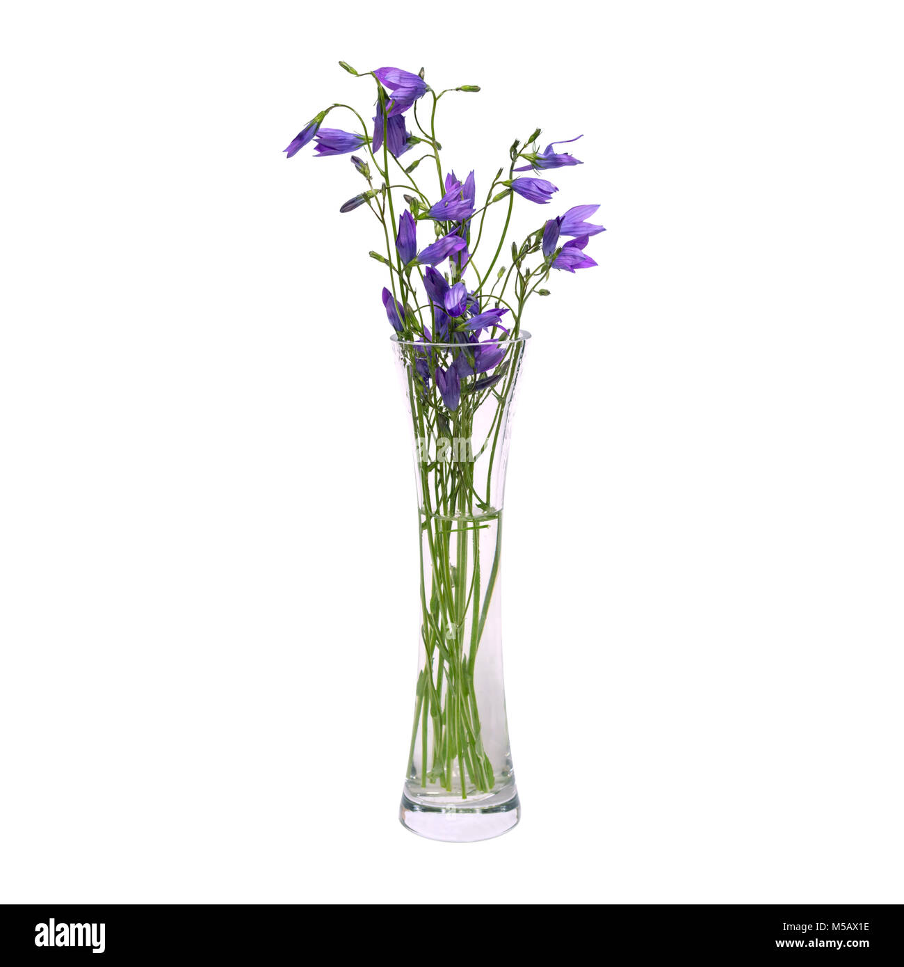 Un bouquet de fleurs de printemps bleu dans un vase transparent en verre est isolé sur un fond blanc. Banque D'Images
