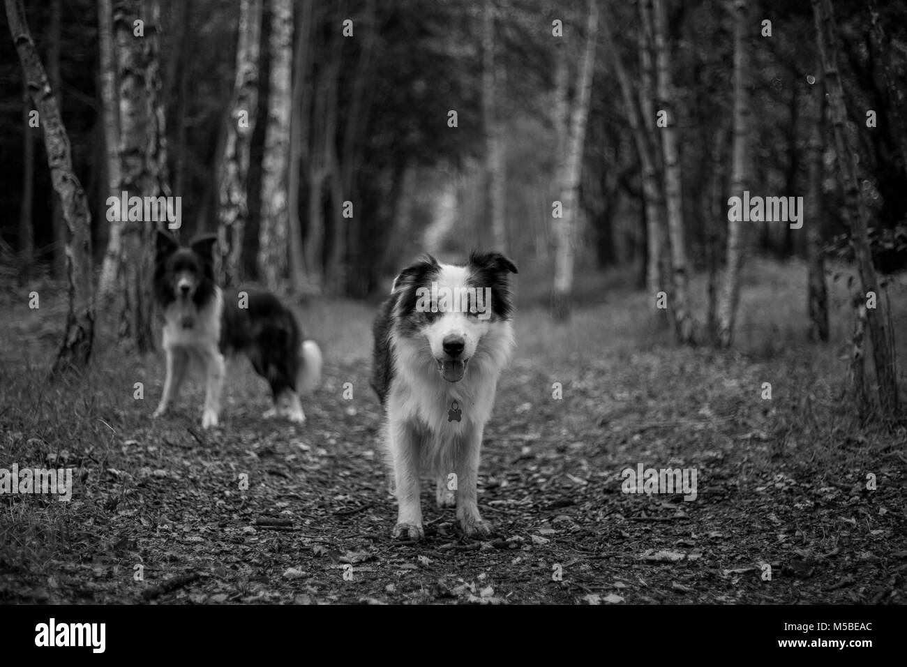 Levi le Border Collie Bleu Merle Banque D'Images