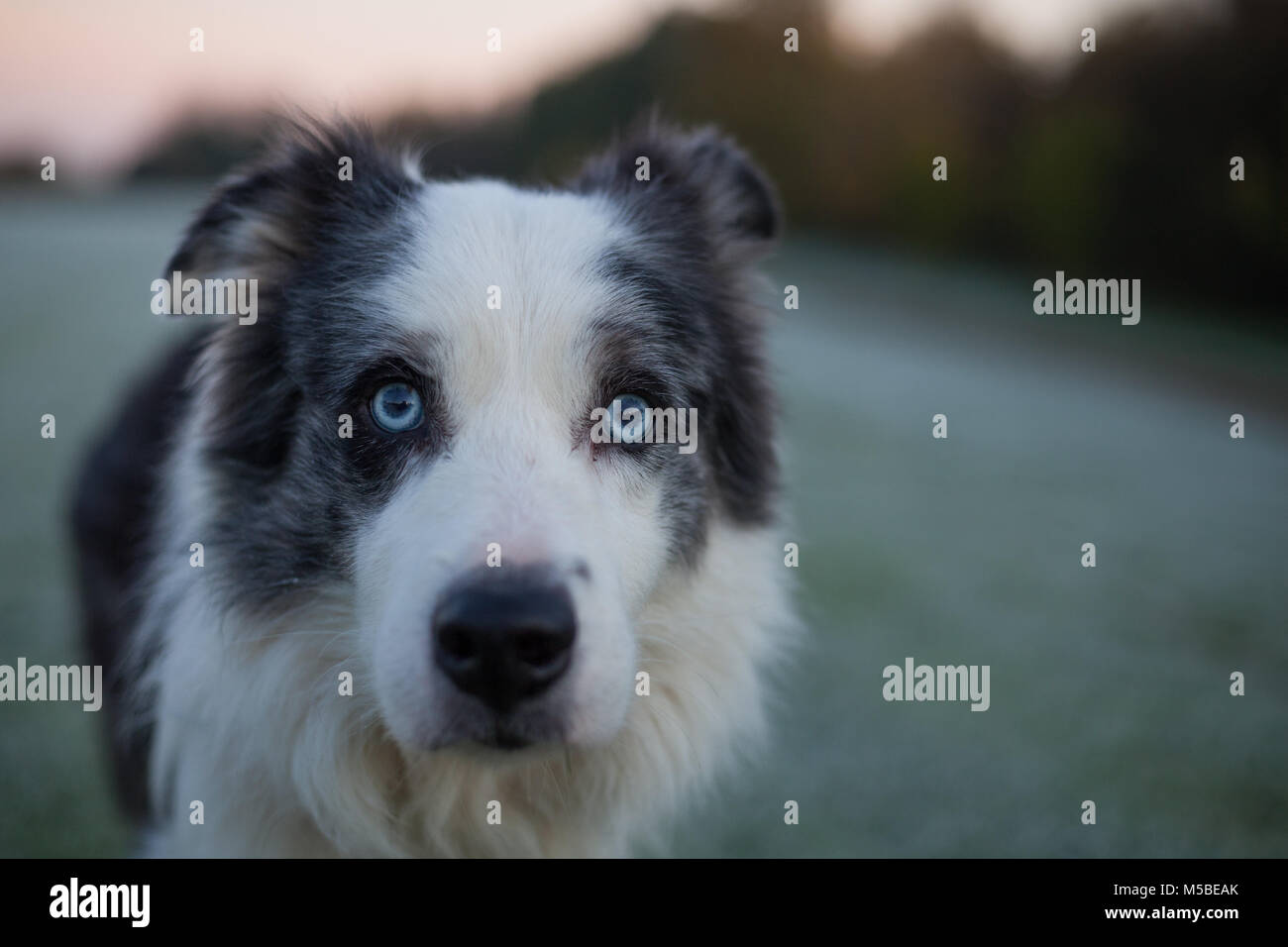 Levi le Border Collie Bleu Merle Banque D'Images