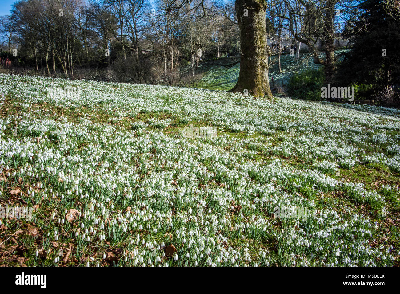 Les tapis de perce-neige, le sud-ouest de l'Angleterre. Banque D'Images