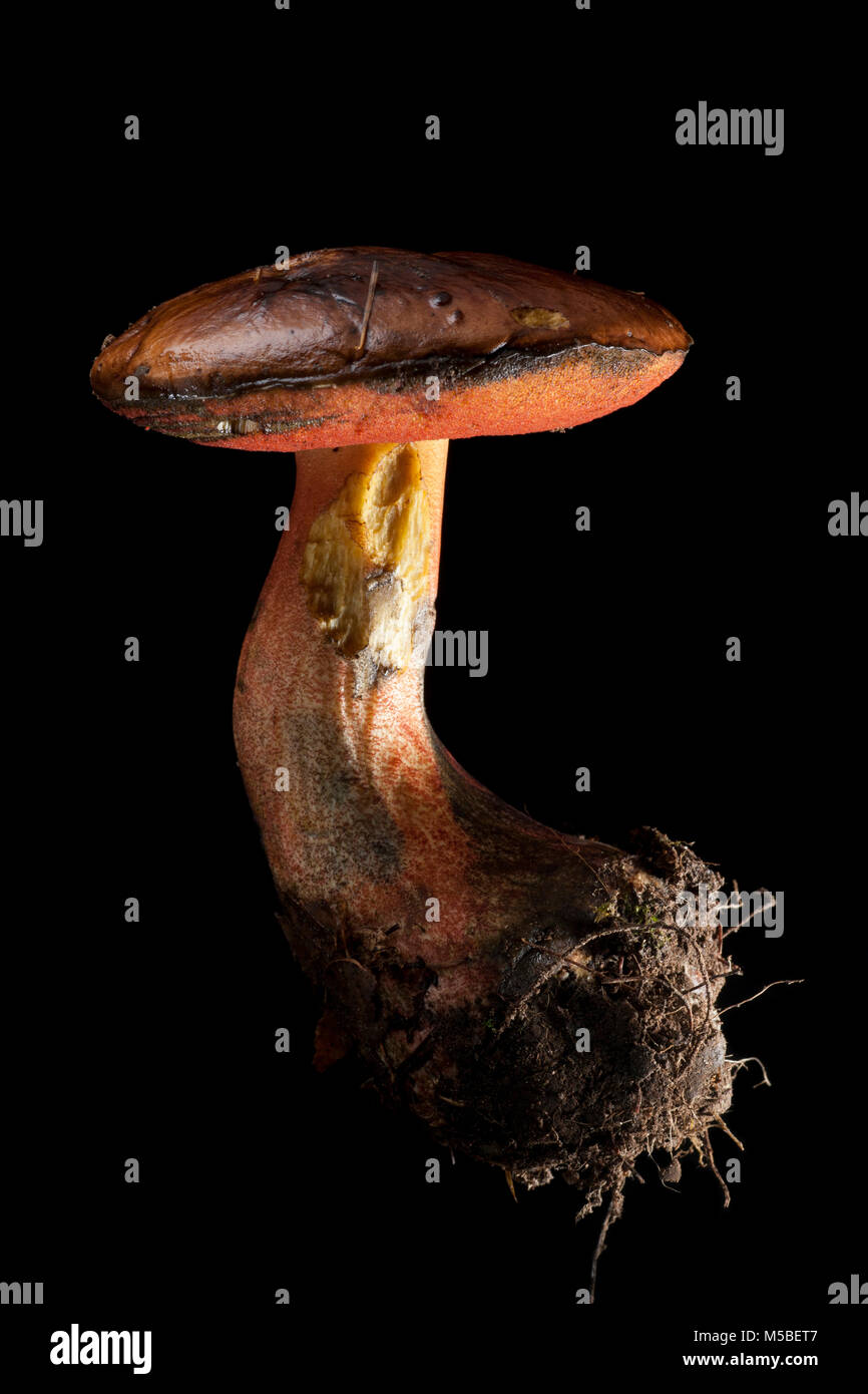 Un même Scarletina Neoboletus luridiformis bolet, sur un fond noir Hampshire England UK GB. Banque D'Images