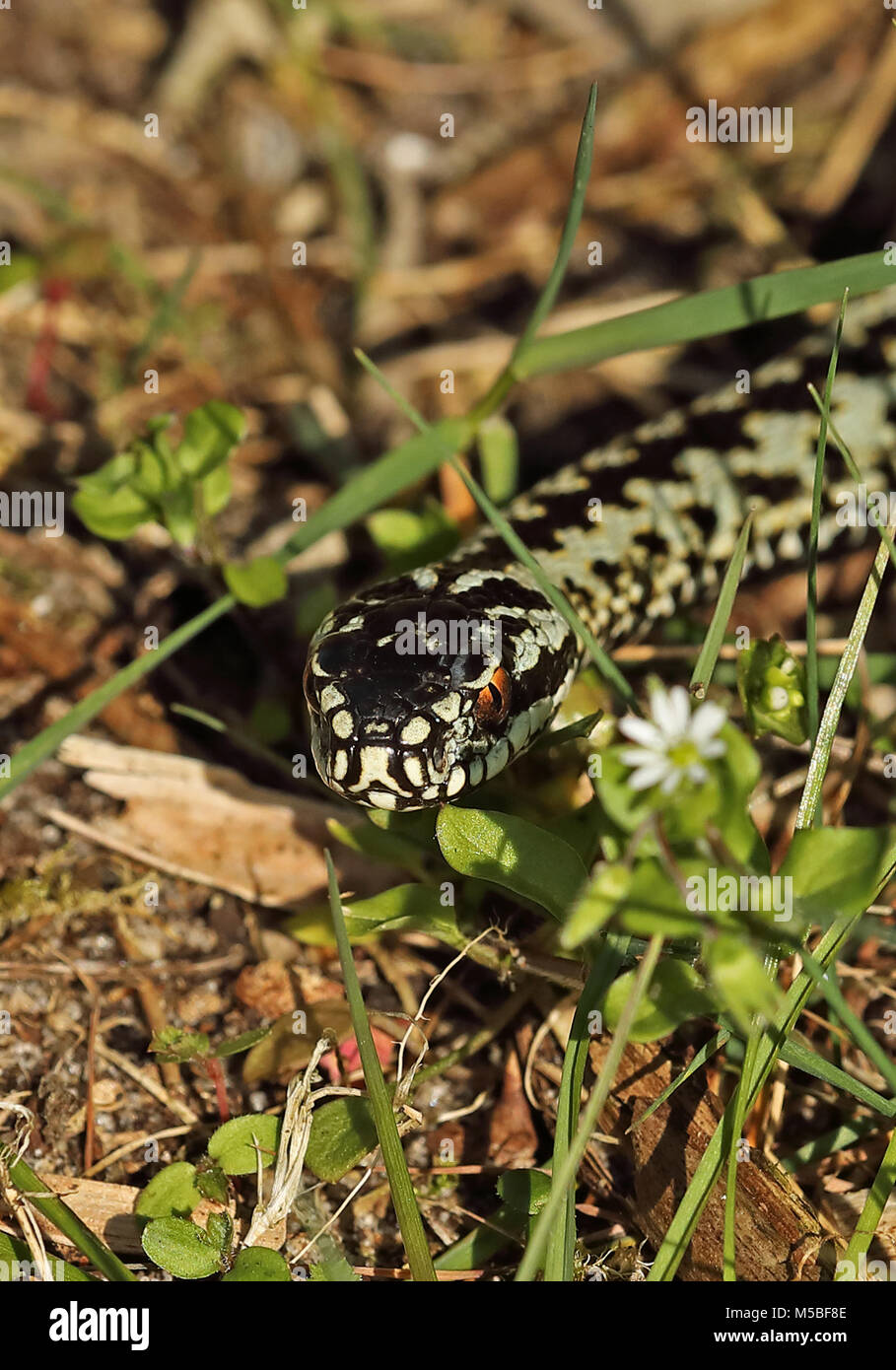 L'additionneur européen commun (Vipera berus) femelle adulte fraîchement émergées de l'hibernation Eccles-sur-Mer, avril Norfolk Banque D'Images