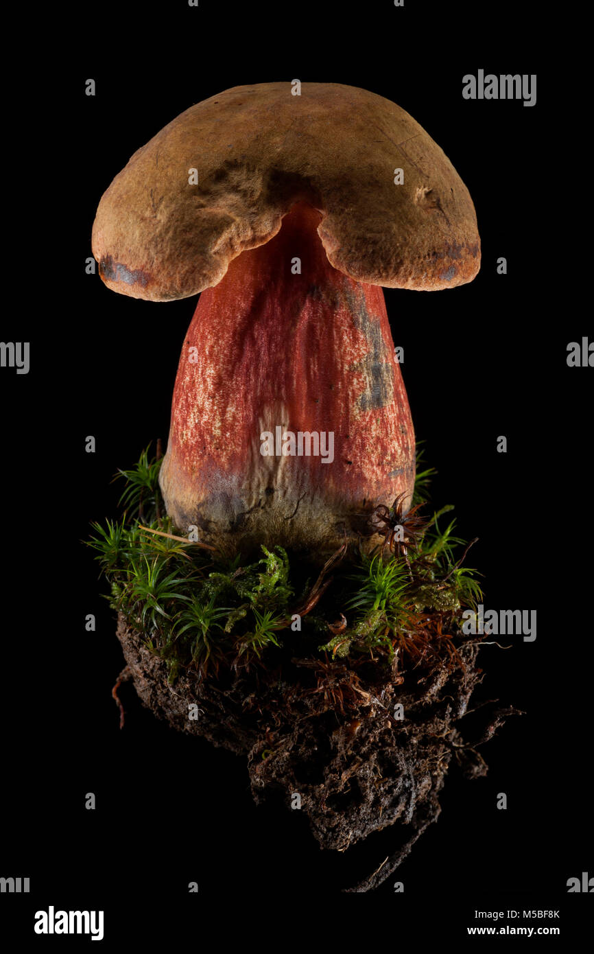 Un même Scarletina Neoboletus luridiformis bolet, sur fond noir avec de la mousse et de la terre il a été de plus en plus. Hampshire England UK GB. Banque D'Images