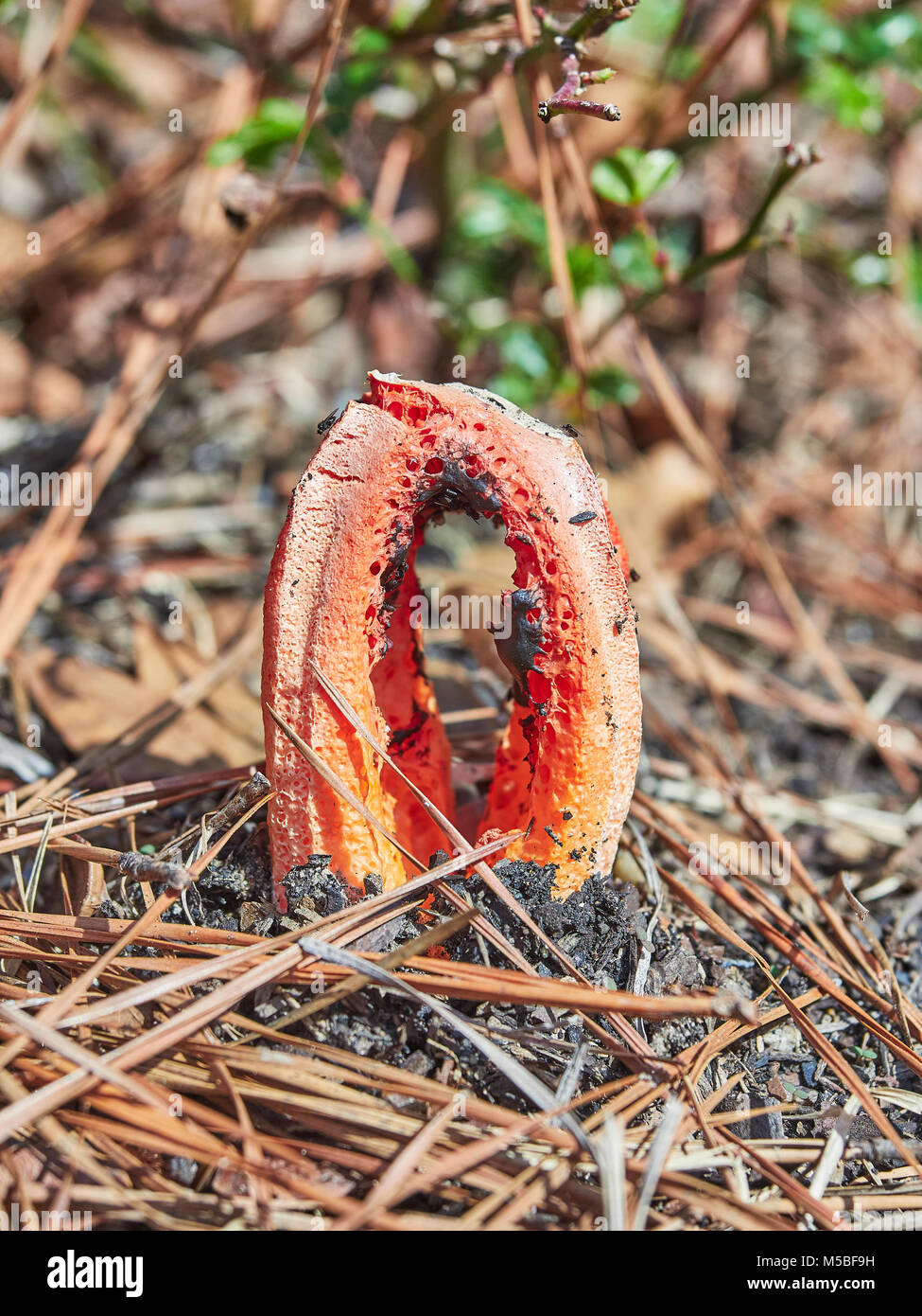 Clathrus ruber, cage phalle impudique, ou panier phalle impudique poussant sur sol forestier, Montgomery, Alabama, USA. Banque D'Images