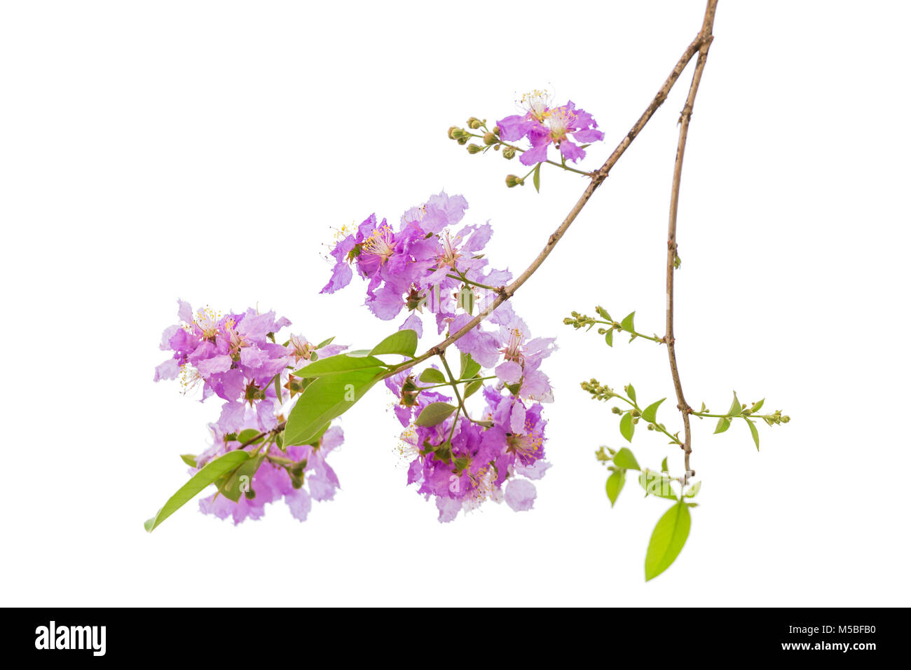 Lagerstroemia floribunda flower isolated on white , également connu sous le nom de Thai crape myrtle et Kedah, bungor est une espèce de plantes de la Lythracea Banque D'Images