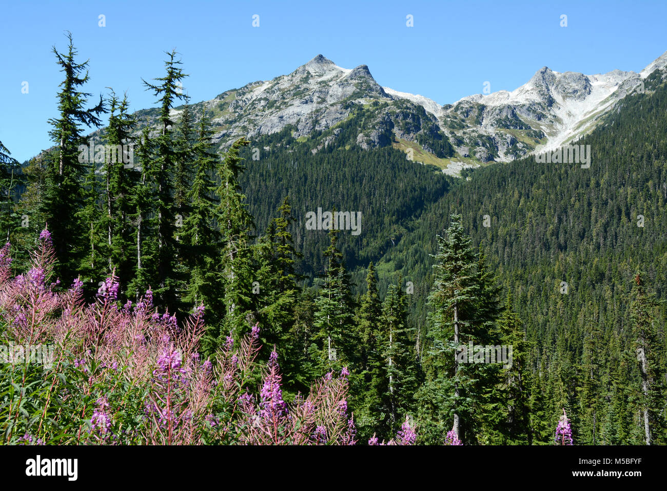 Montagne arc-en-ciel, une région sauvage populaire pour la randonnée et le camping près de la ville de Whistler, Colombie-Britannique, Canada. Banque D'Images