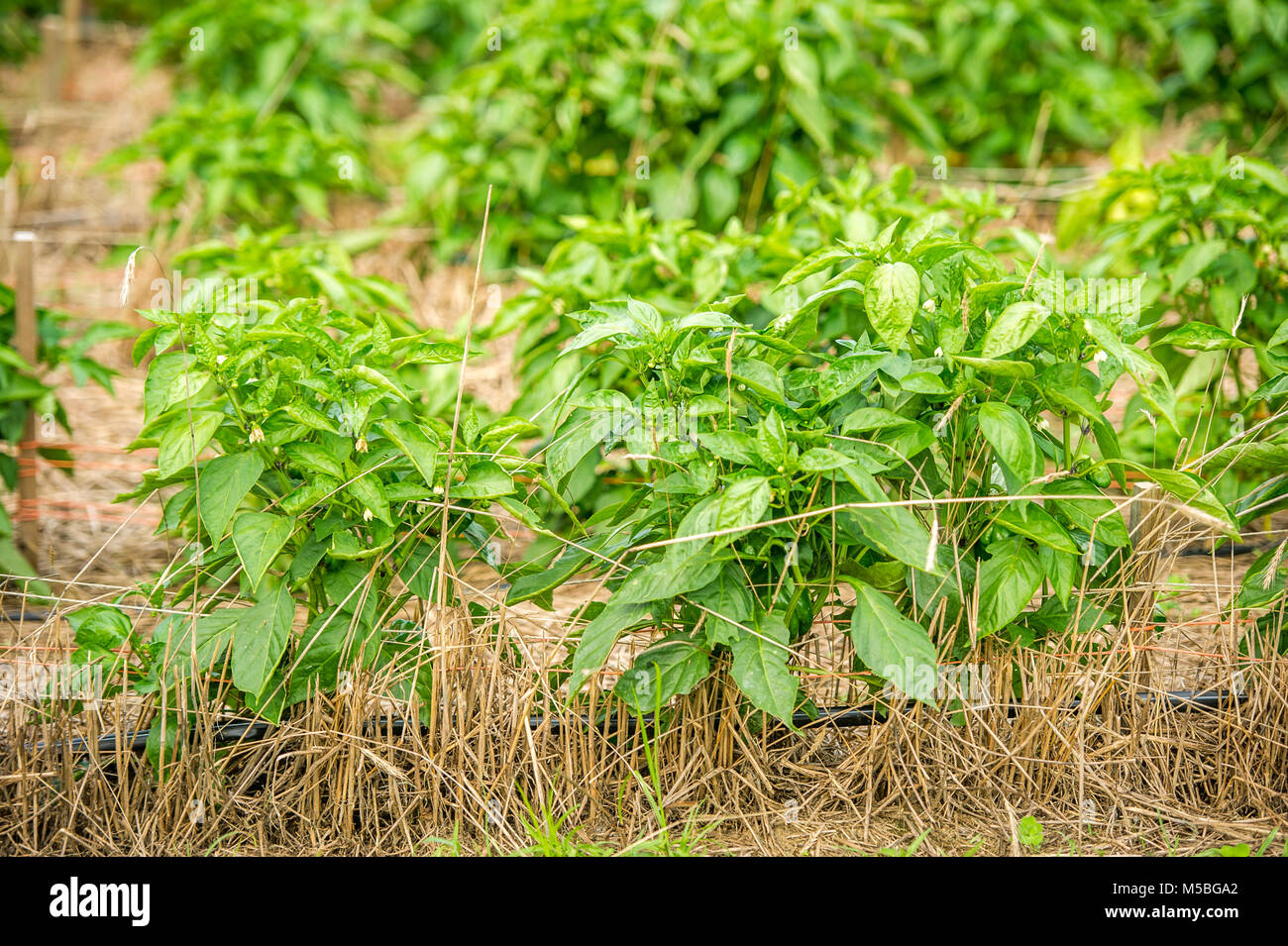 Récolte du poivre dans la région de Marlboro Au Maryland Banque D'Images