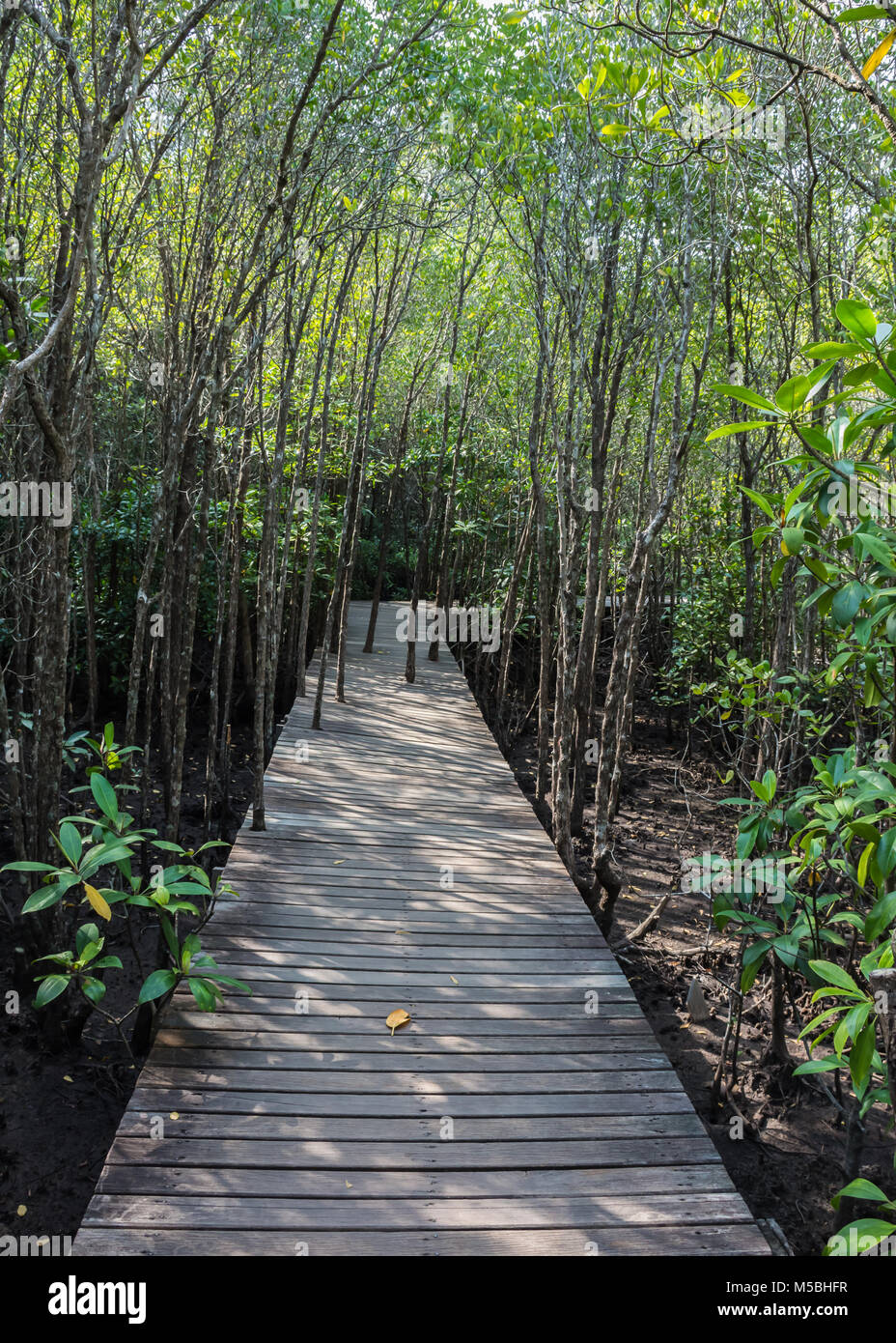 Forêt de mangroves Banque D'Images
