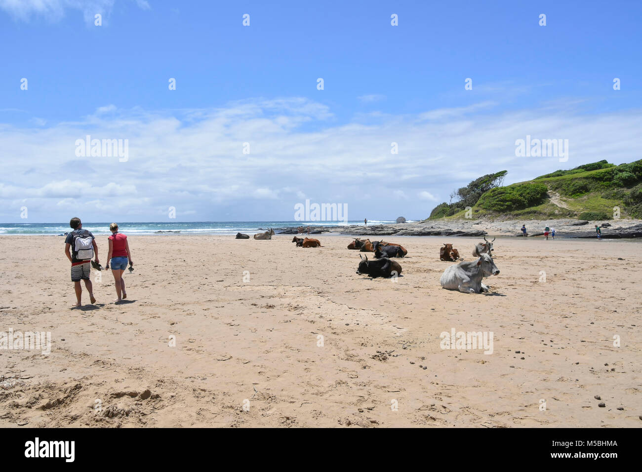 Deux touristes marcher sur la plage avec Nguni vaches dans Coffee Bay à l'Océan Indien à l'azur à la côte sauvage de l'Afrique du Sud contre un bl Banque D'Images