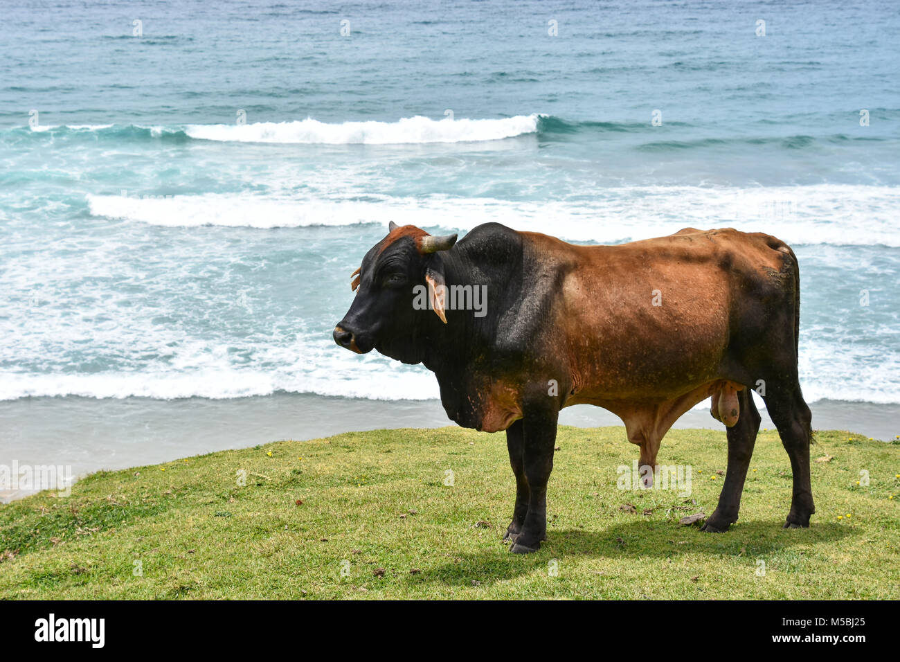 Bull Nguni avec grandes cornes debout dans Coffee Bay à l'Océan Indien à l'azur à la côte sauvage de l'Afrique du Sud Banque D'Images