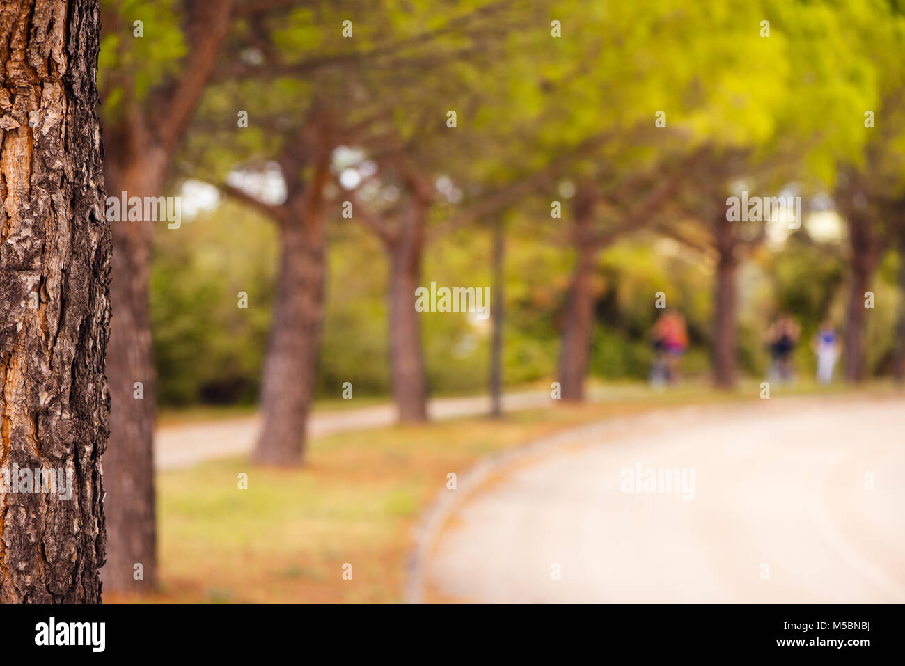 Arbre du parc et l'arrière-plan flou flou artistique, résumé de l'été et la nature fond Banque D'Images