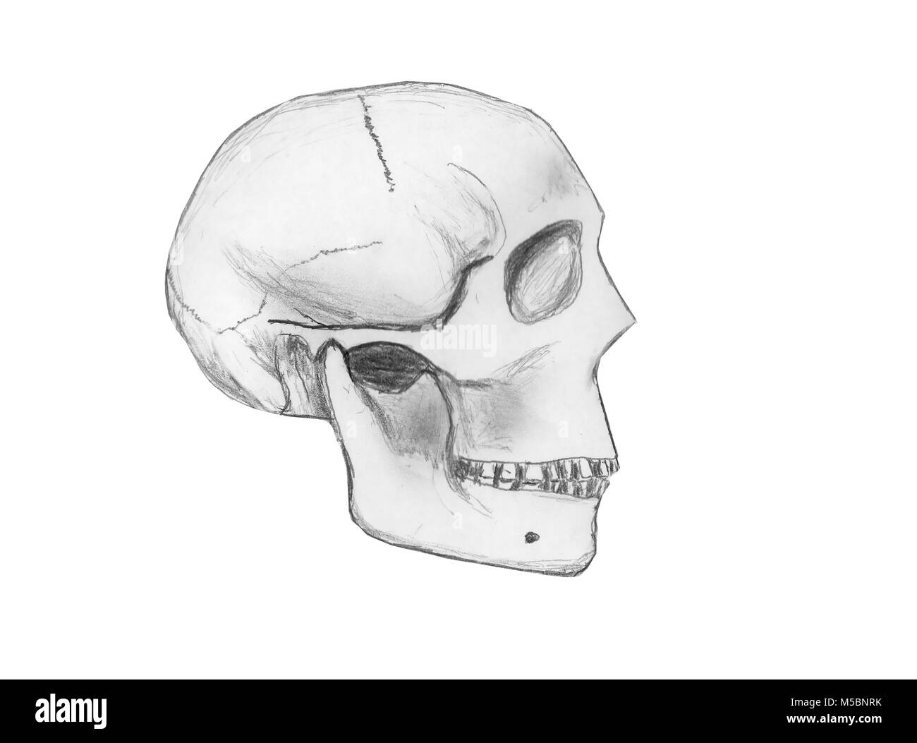 Croquis au crayon de l'artiste d'un crâne humain, isolé sur un fond blanc. Banque D'Images