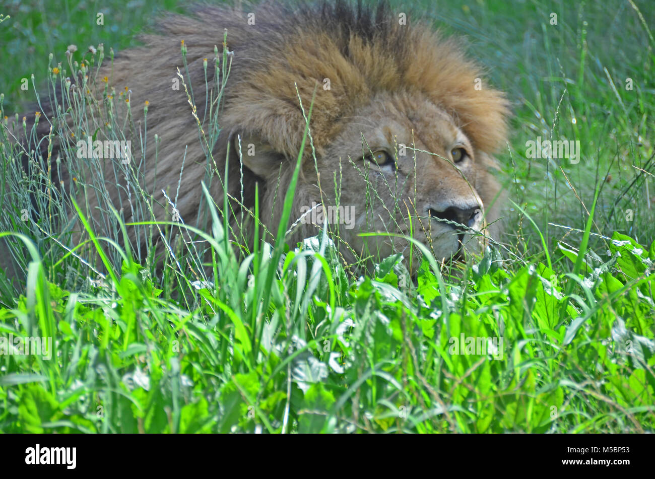 Lion mâle se cacher dans l'herbe, observant sa proie et la préparation d'une embuscade Banque D'Images