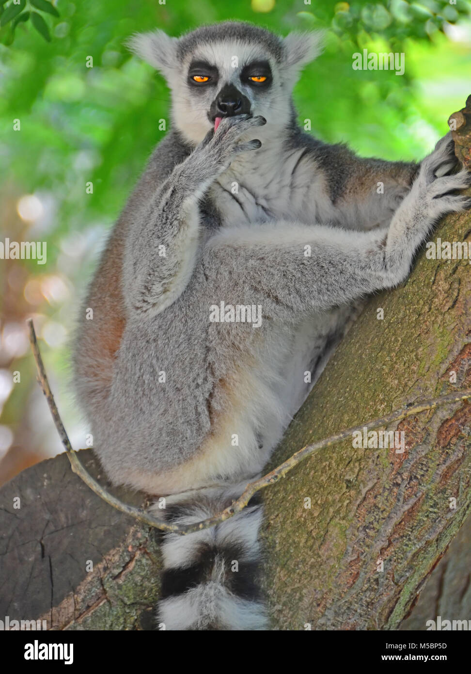 Un Ring-Tailed Lemur assis dans un arbre semble somnolent Banque D'Images