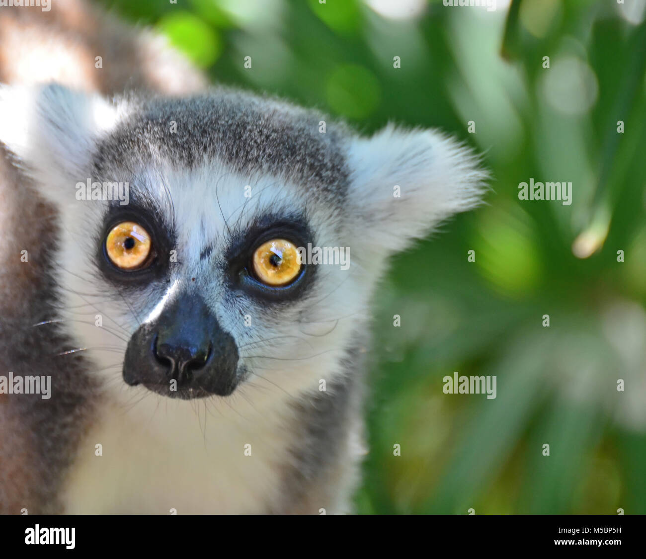 Les yeux brillants d'un ring-tailed Lemur Banque D'Images