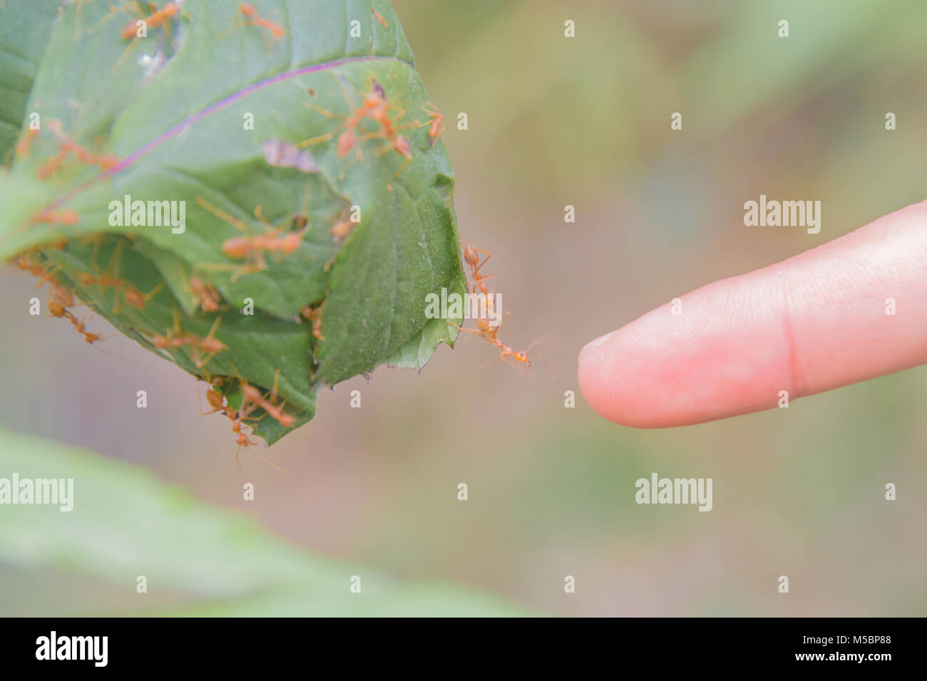 (Oecophylla smaragdina Red Ant Ant) , l'article, l'action d'ant Banque D'Images