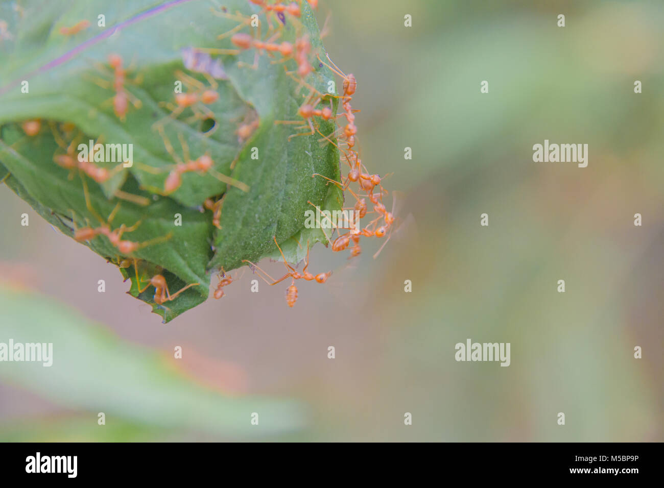 (Oecophylla smaragdina Red Ant Ant) , l'article, l'action d'ant Banque D'Images