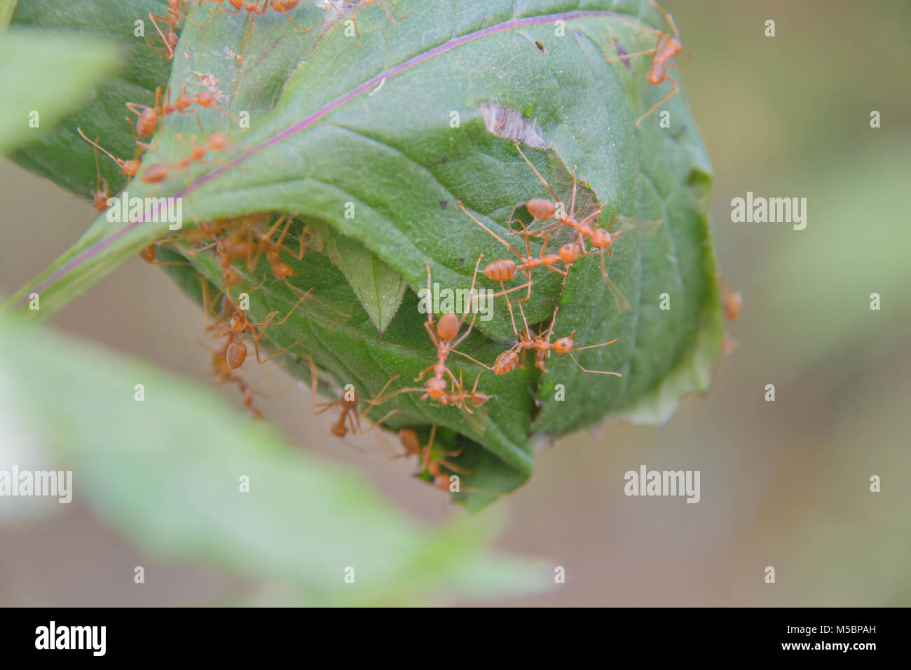 (Oecophylla smaragdina Red Ant Ant) , l'article, l'action d'ant Banque D'Images