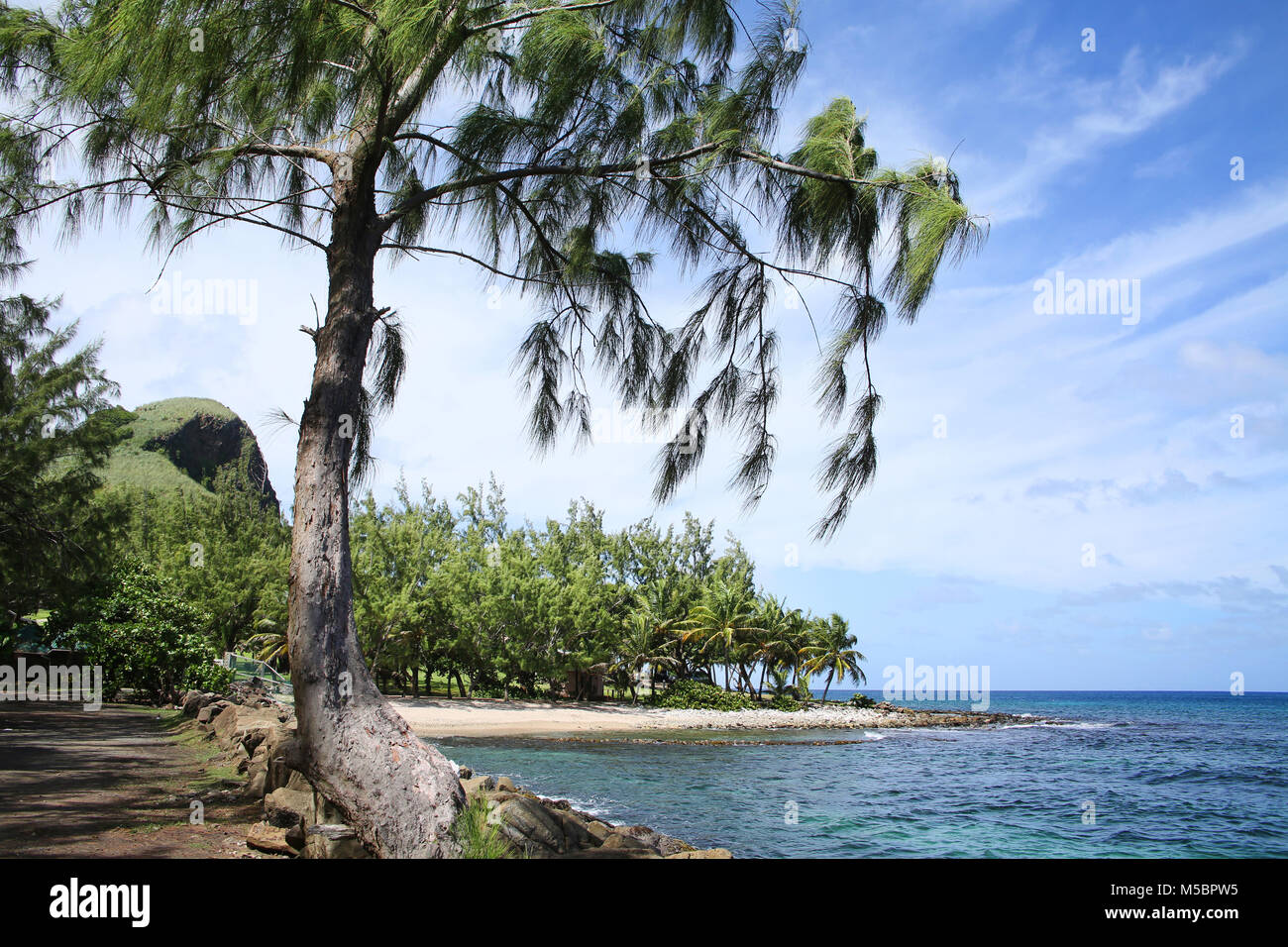 Belle plage tropicale avec palmiers et pins, Gros Islet, Sainte-Lucie, le littoral des Caraïbes. Banque D'Images