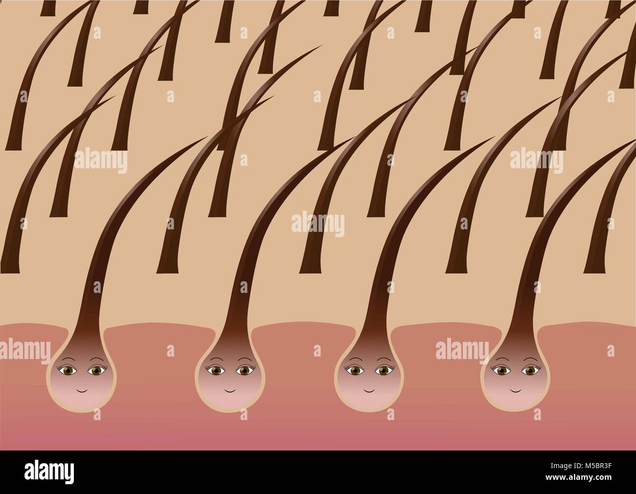 Les follicules des cheveux sur le cuir chevelu, cartoon. Illustration de Vecteur