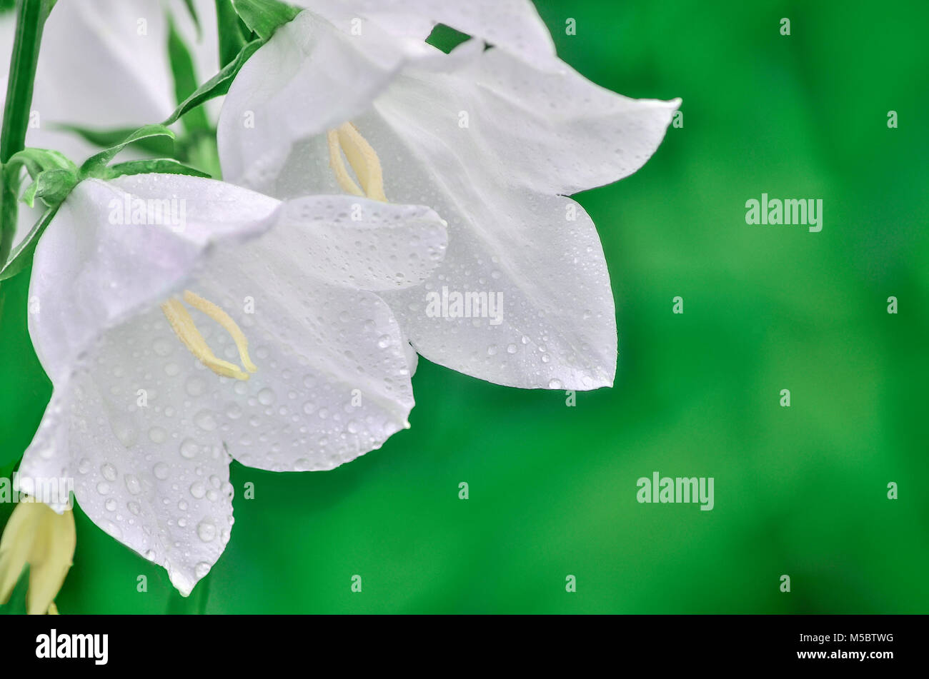 Fleurs blanches délicates campanula avec gouttelettes d'eau de la rosée couverts close-up sur un fond vert avec un espace réservé au texte Banque D'Images