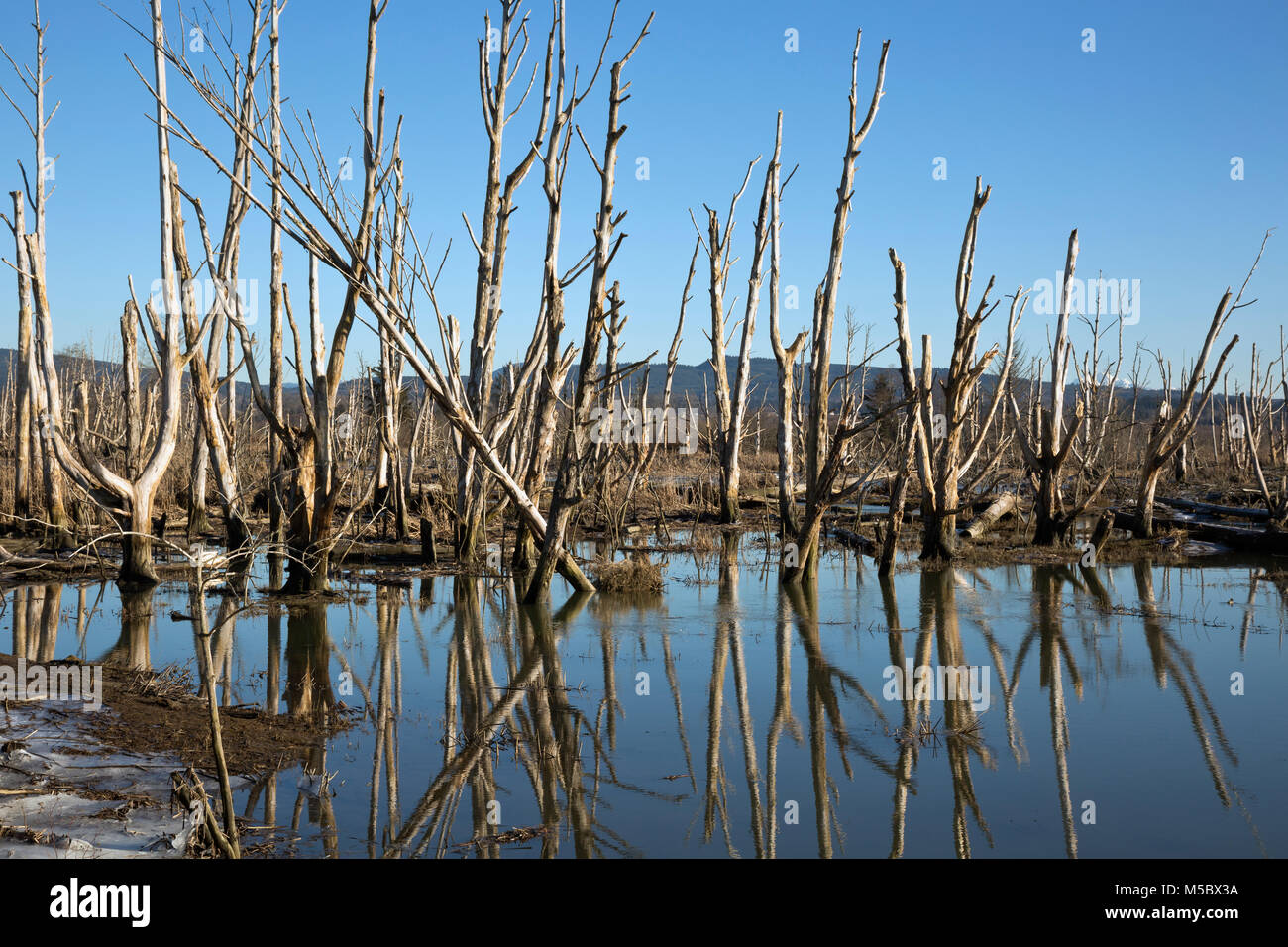 WA13540-00...WASHINGTON - arbres morts dans un estuaire recyclée sur Fox Island dans la faune de la Skagit. Banque D'Images