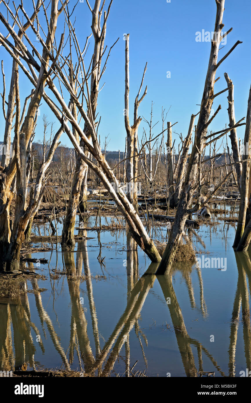 WA13541-00...WASHINGTON - arbres morts dans un estuaire recyclée sur Fox Island dans la faune de la Skagit. Banque D'Images