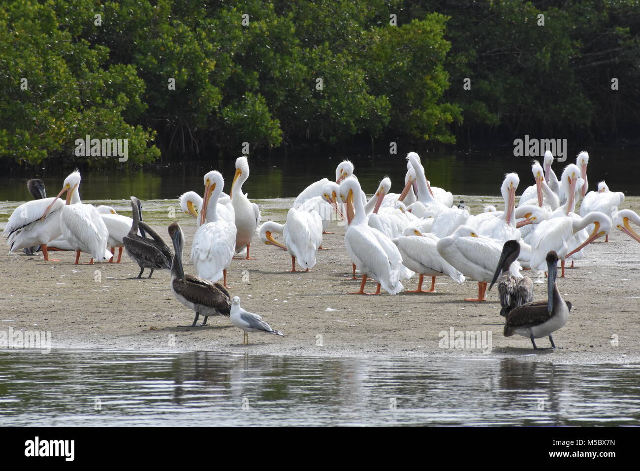 Troupeau de pélicans blancs et bruns sur toilettage haut lieu dans la baie de Sarasota au large des côtes de Bradenton FL plus une mouette solitaire Banque D'Images