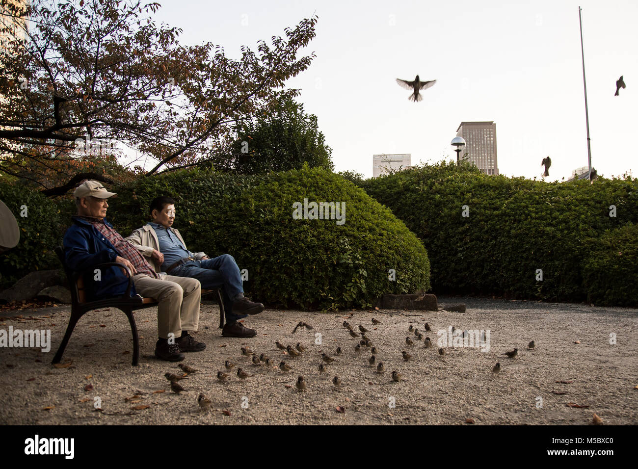 Deux hauts hommes japonais nourrir les oiseaux au Temple Zojoji, un temple bouddhiste à Minato, Tokyo, près de la Tour de Tokyo. Banque D'Images