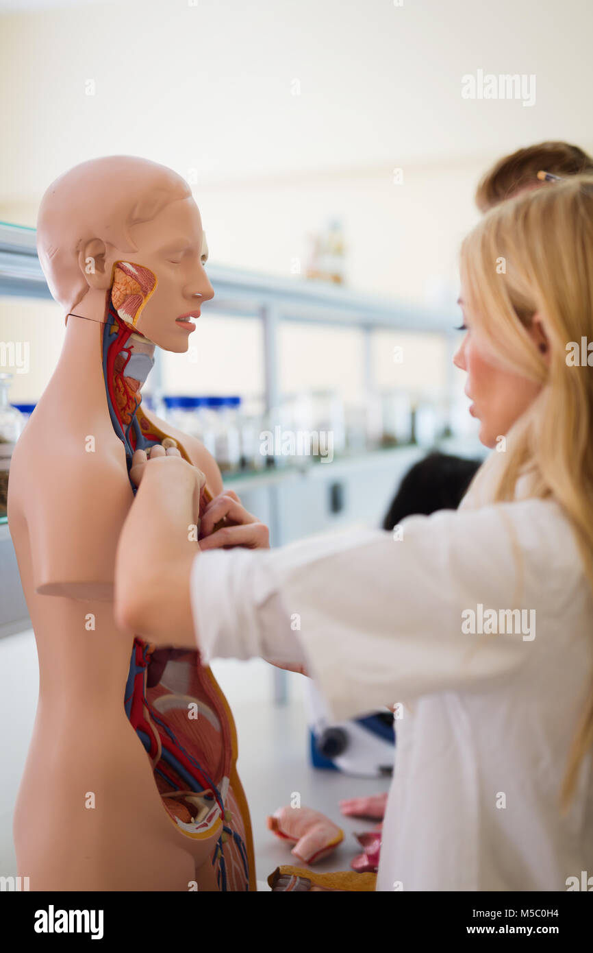 Les étudiants de médecine de l'examen de modèle anatomique en classe Banque D'Images