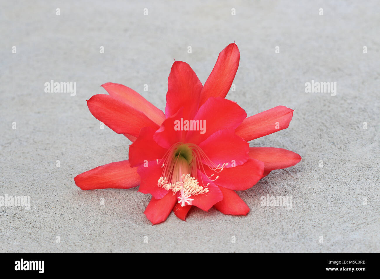 Close up of Epiphyllum ackermannii Epiphyllum ou rouge ou connu sous le nom de cactus orchidée isolated Banque D'Images