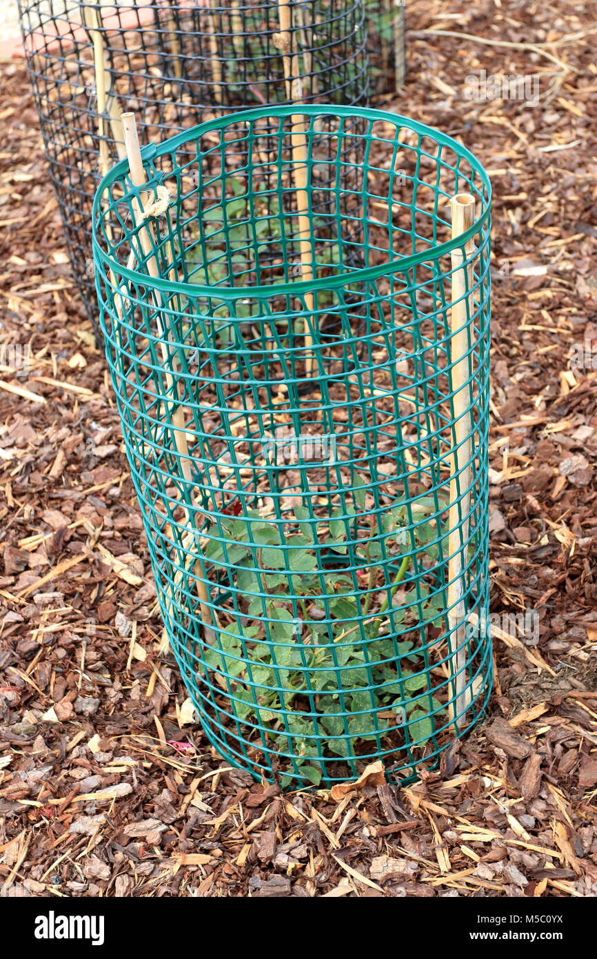 Protéger les plantes rose fil dur à l'aide de cage pour protéger les plantes d'être mangés par les lapins Banque D'Images