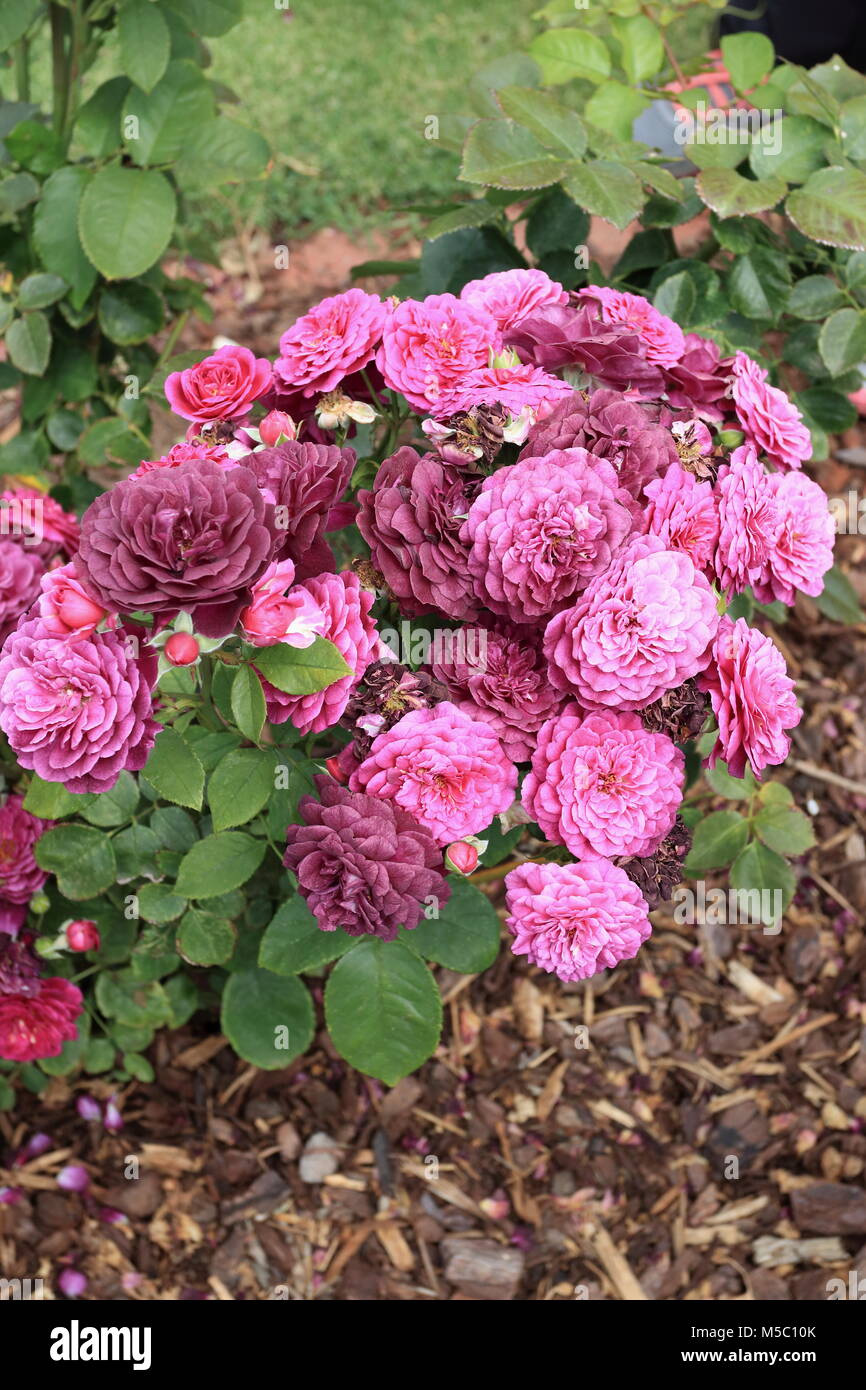 Jusant roses en pleine floraison Banque D'Images