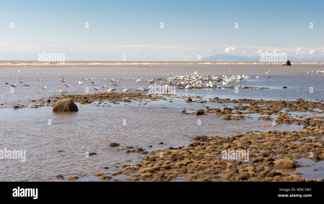 Les goélands se nourrissent dans les bassins de marée sur les sables et la boue de la plage de Blackpool sur une journée d'été, avec les montagnes du Lake district de Cumbria, au loin. Banque D'Images