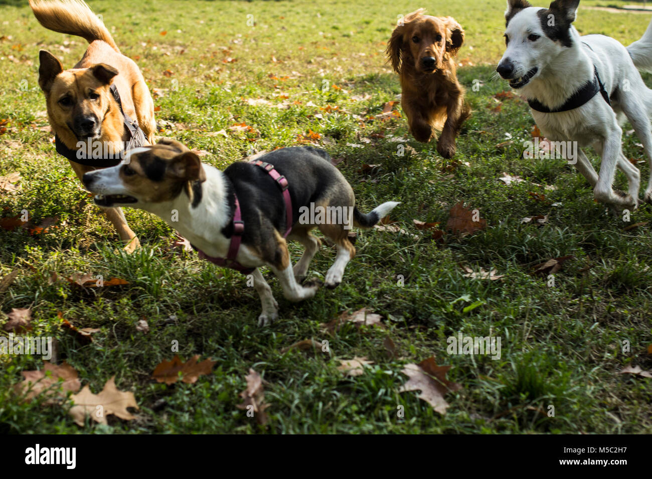 Les chiens se courrant ensemble dans le parc, se chassant les uns les autres pour s'amuser Banque D'Images