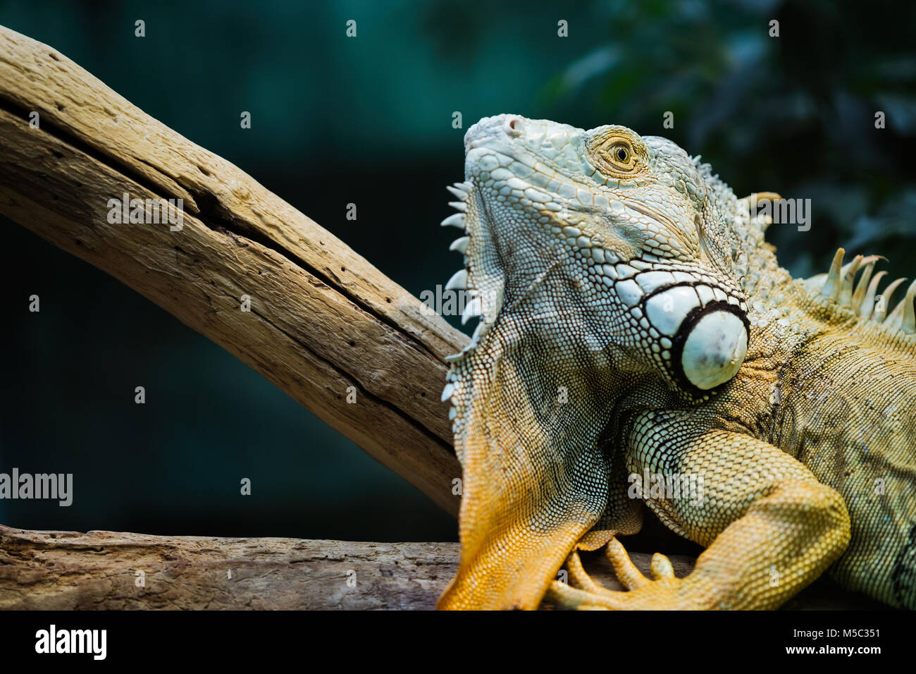 Iguane vert, debout sur une branche Banque D'Images