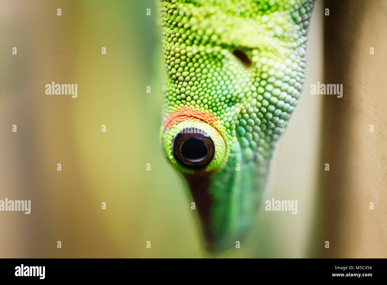 Close up green lizard eye Banque D'Images