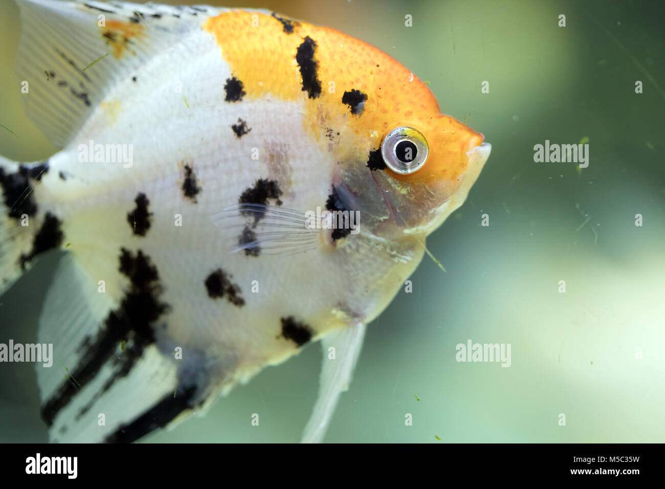 Pterophyllum scalare, aussi appelés poissons-anges ou d'eau douce poissons-anges Banque D'Images