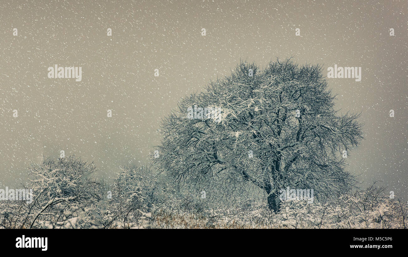 Conte de fées d'hiver Banque D'Images