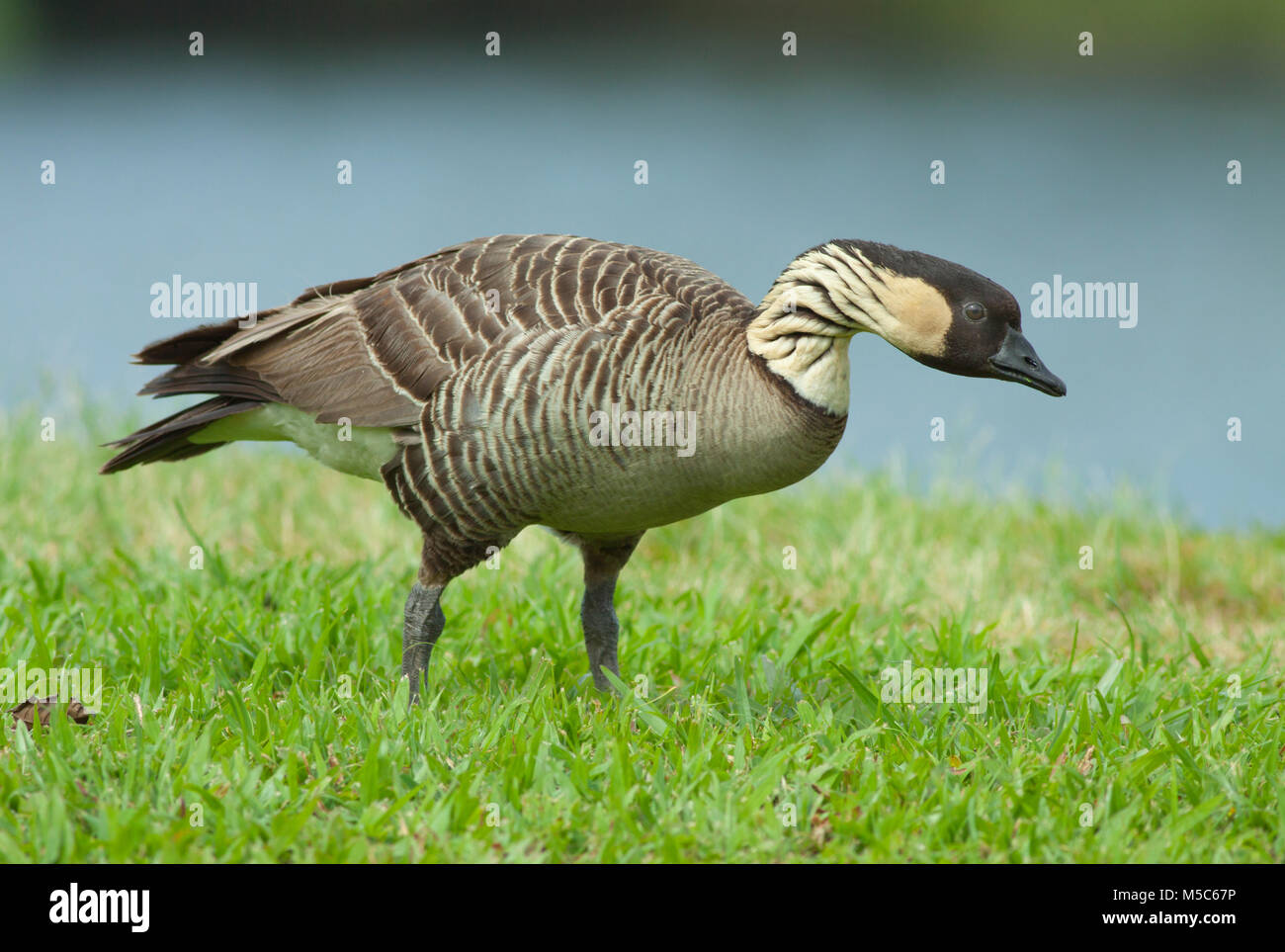 Disparition d'oie hawaïenne ou Nene (Branta sandvicensis) Wild, Big Island, Hawaii Banque D'Images