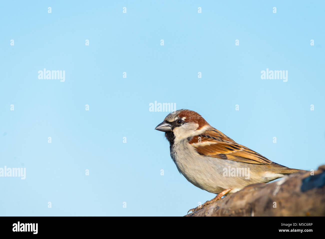 Close up portrait of House Sparrow Passer domesticus, on branch Banque D'Images