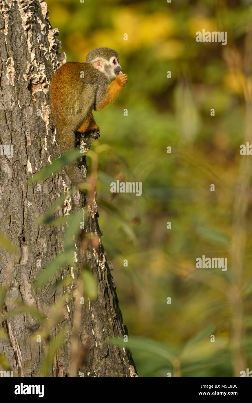 Singe-écureuil commun - Saimiri sciureus, belle forêt d'Amérique du Sud à partir de primates. Banque D'Images